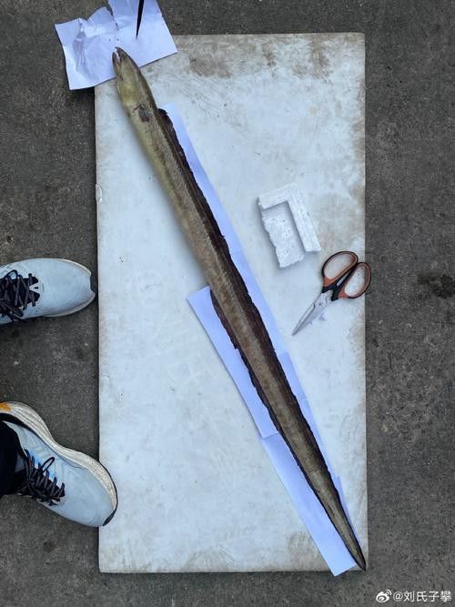 土龍魚的圖片