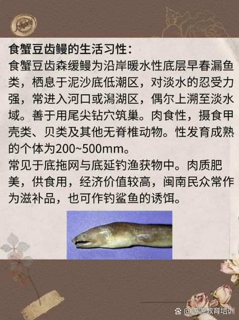 土龍魚的圖片