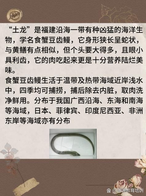 土龍魚的圖片