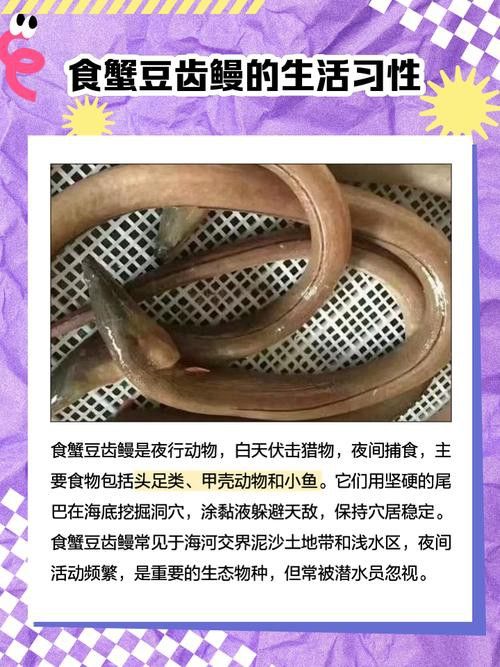 土龍魚的圖片