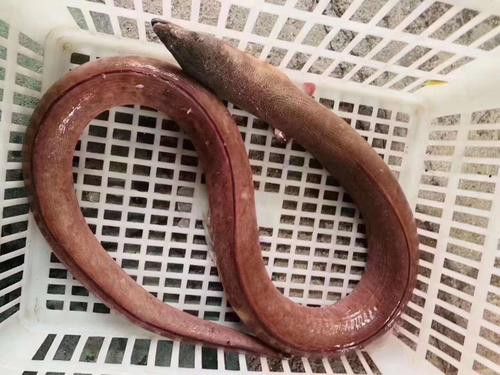 土龍魚的圖片