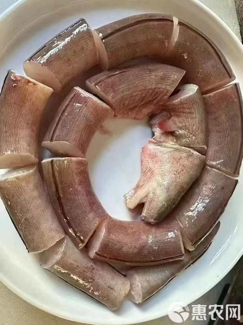 土龍魚的圖片