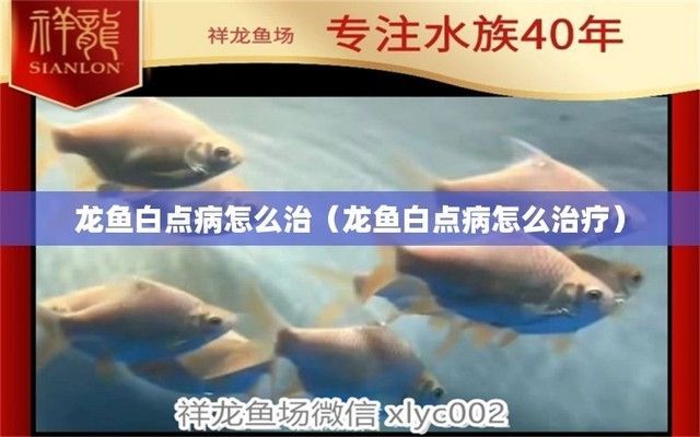龍魚白點病多久能脫落?。喝绾沃委燒堲~白點病
