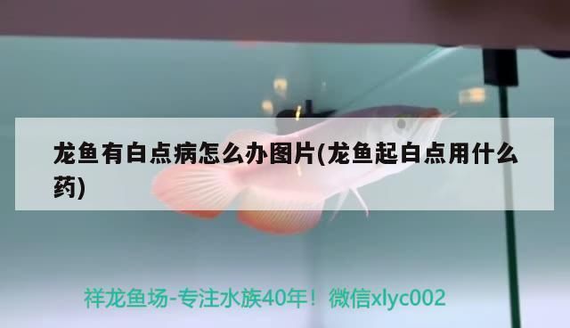 龍魚白點病多久能脫落?。喝绾沃委燒堲~白點病