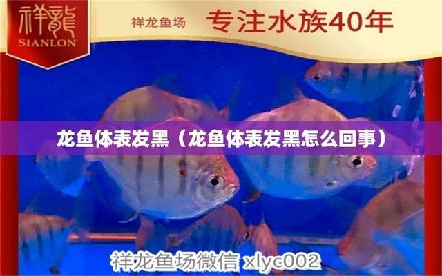 龍魚小說字變黑了怎么回事（龍魚小說字變黑可能由多種因素引起是一些主要原因及其詳細(xì)解釋） 龍魚小說字變黑了怎么回事（龍魚小說字變黑可能由多種因素引起是一些主要原因及其詳細(xì)解釋） 龍魚百科 第3張
