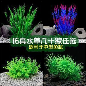 龍魚缸可以養什么植物：適合在龍魚缸中養殖的幾種植物，凈化水質還能凈化水質