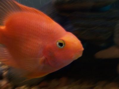 養龍魚賺錢嗎:養龍魚掙錢嗎 龍魚百科 第1張 養龍魚賺錢嗎:養龍魚掙錢嗎 養龍魚賺錢嗎:養龍魚掙錢嗎 龍魚百科 第1張