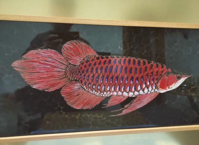 紅龍魚品種區(qū)分圖解大全大圖