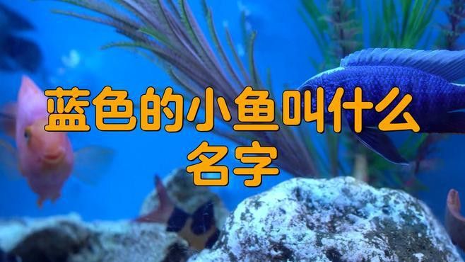 藍曼龍魚有幾種顏色 藍曼龍魚有幾種顏色 龍魚百科 第5張