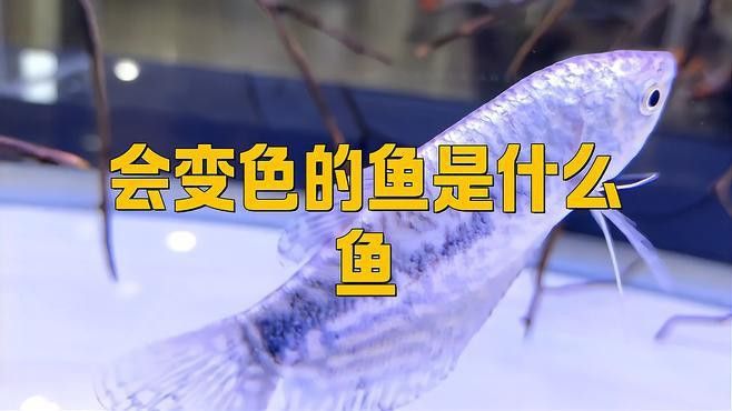 藍曼龍魚有幾種顏色 藍曼龍魚有幾種顏色 龍魚百科 第4張