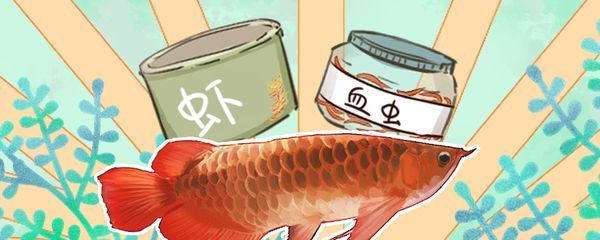 紅龍魚發色期食物的消化管理：紅龍魚在發色期間應該選擇富含紅色素的食物和消化管理