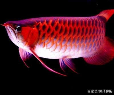 紅龍魚發色期食物的消化管理：紅龍魚在發色期間應該選擇富含紅色素的食物和消化管理