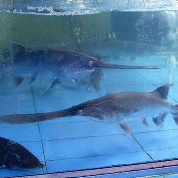 鴨嘴鱘能和金龍魚混養嗎（關于鴨嘴鱘能否和金龍魚混養的問題）