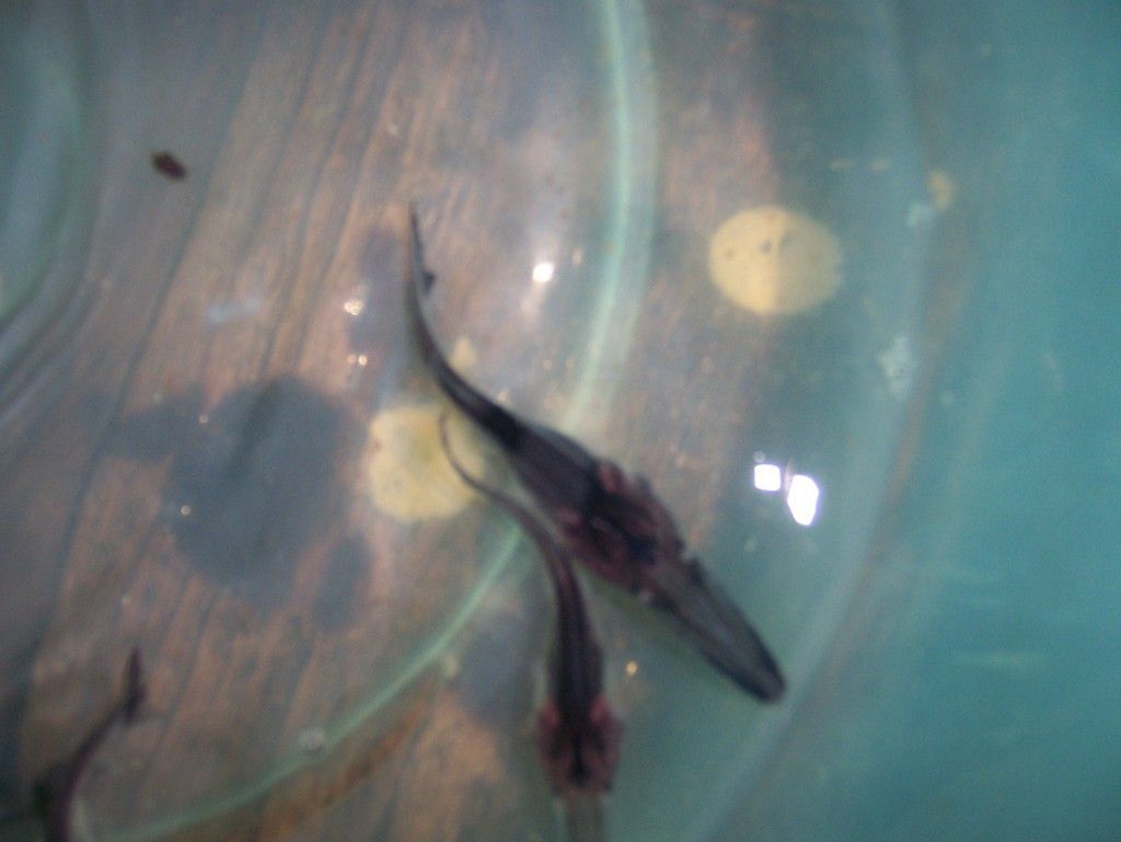 鴨嘴鱘能和金龍魚混養嗎（關于鴨嘴鱘能否和金龍魚混養的問題）
