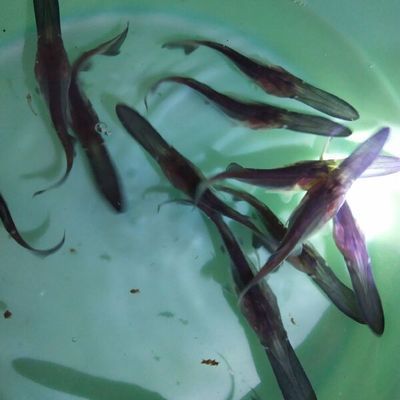 鴨嘴鱘能和金龍魚混養嗎（關于鴨嘴鱘能否和金龍魚混養的問題）