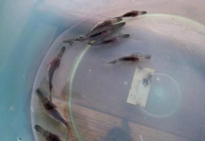 鴨嘴鱘能和金龍魚混養嗎（關于鴨嘴鱘能否和金龍魚混養的問題）