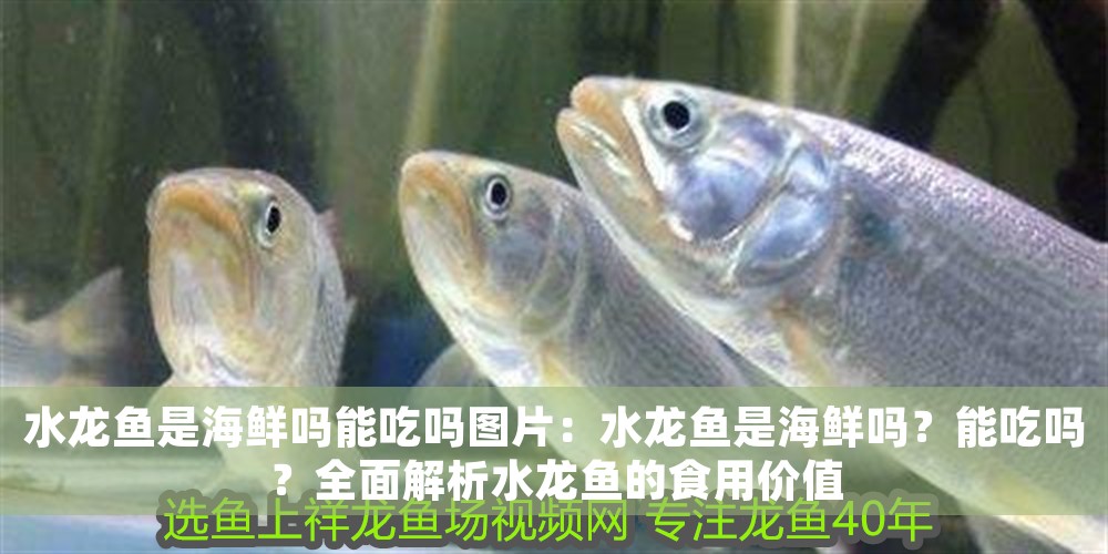 水龍魚是海鮮嗎能吃嗎圖片：水龍魚是海鮮嗎？能吃嗎？全面解析水龍魚的食用價值