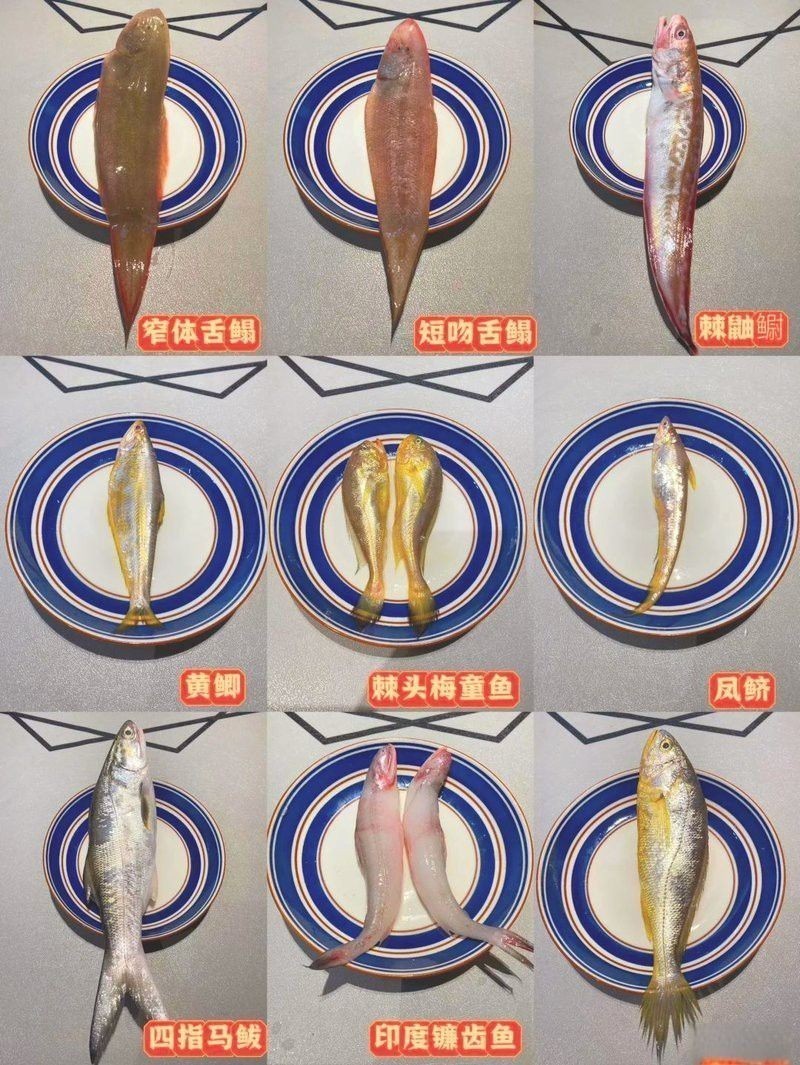 海魚(yú)金龍魚(yú)是哪種