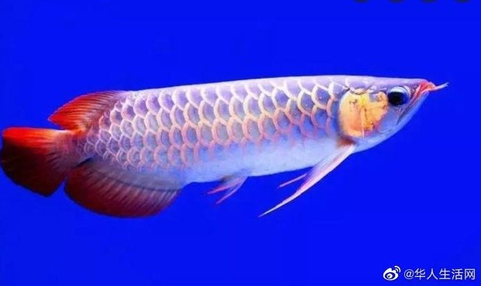 龍魚保護動物案