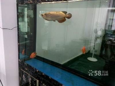 廣州金龍魚養殖場地址：廣州金龍魚養殖場地址可聯系廣州市廣生林貿易有限公司 廣州金龍魚養殖場地址：廣州金龍魚養殖場地址可聯系廣州市廣生林貿易有限公司 龍魚百科 第1張