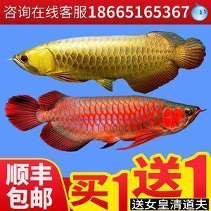成年金龍魚價格多少錢一條（成年金龍魚價格走勢如何辨別金龍魚品種分類）