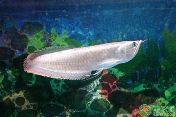 如何養銀龍魚？（養銀龍魚的注意事項）