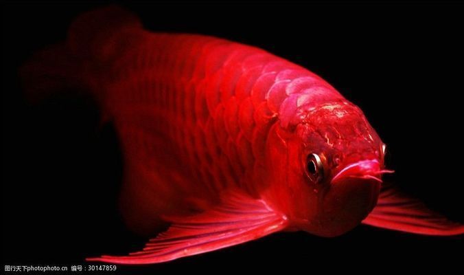 金龍魚壁紙豎屏（160個高質量的金龍魚電腦屏保壁紙） 金龍魚壁紙豎屏（160個高質量的金龍魚電腦屏保壁紙） 龍魚百科 第3張