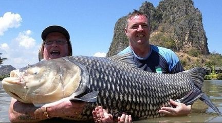 泰國鯉魚與龍魚混養(yǎng)怎么樣泰國鯉魚與龍魚混養(yǎng)怎么樣：泰國鯉魚與龍魚混養(yǎng)可行嗎