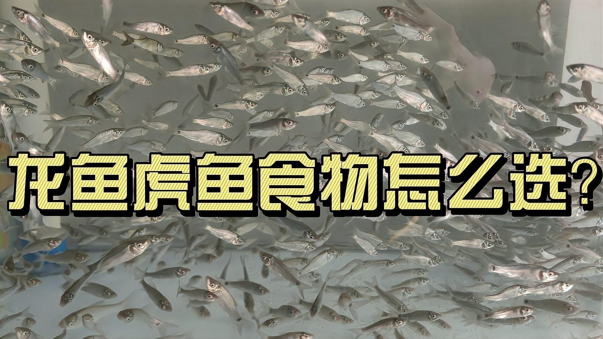 龍魚虎魚混養(yǎng)小時候喂什么飼料好