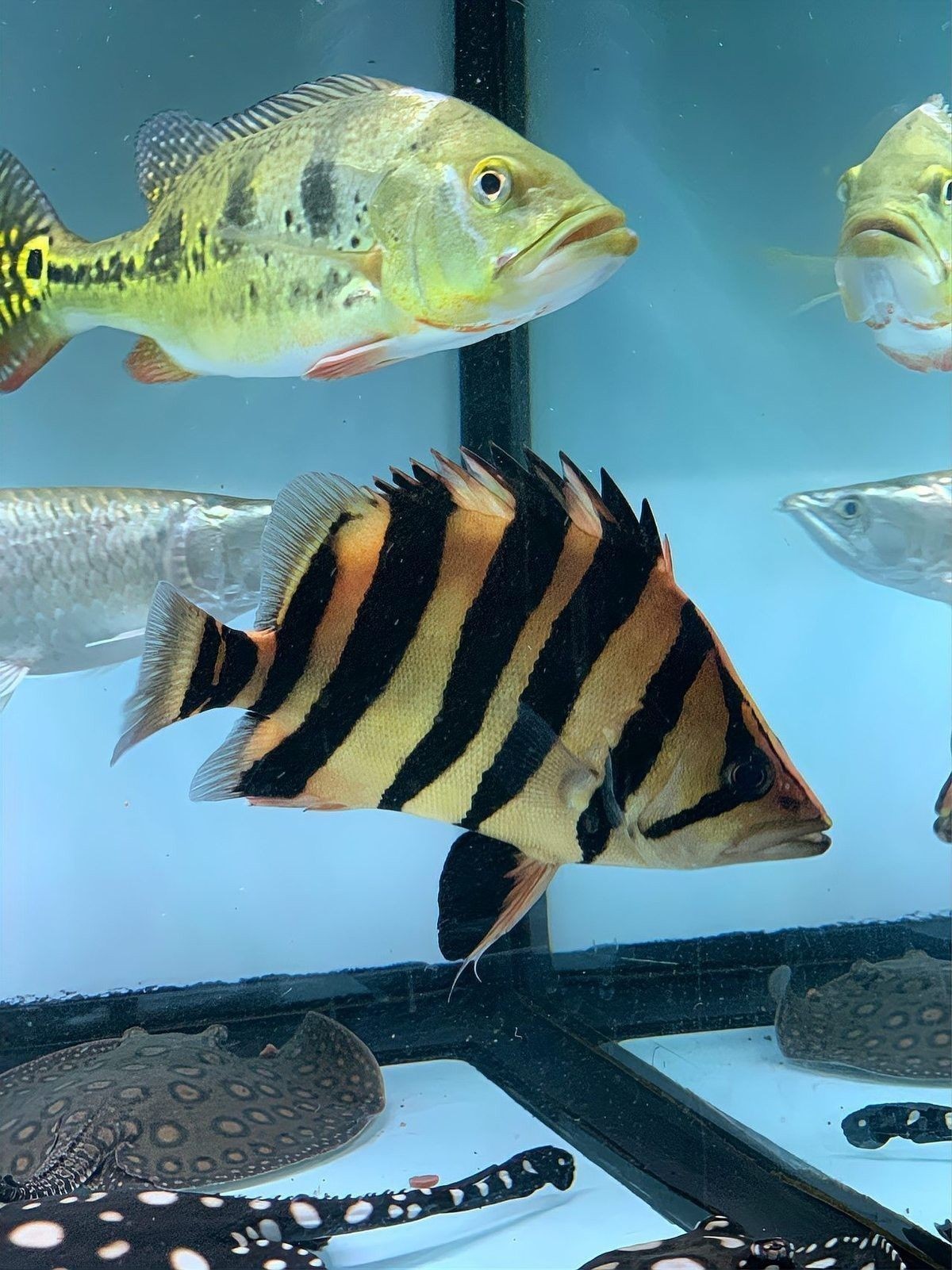 龍魚虎魚混養小時候喂什么飼料好