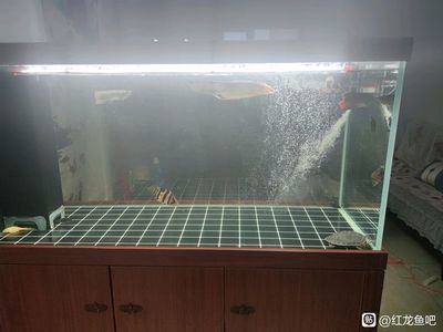 龍魚出水口不能干什么：關于“龍魚出水口不能干什么”的查詢