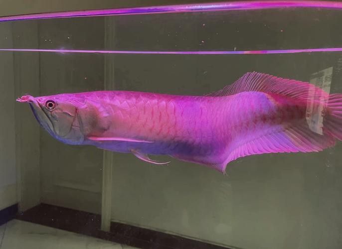 銀龍魚長啥樣子圖片