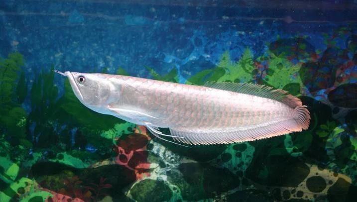 銀龍魚長啥樣子圖片