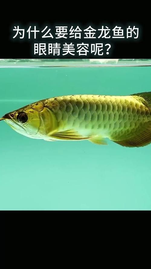 金龍魚的樣子圖片或者視頻