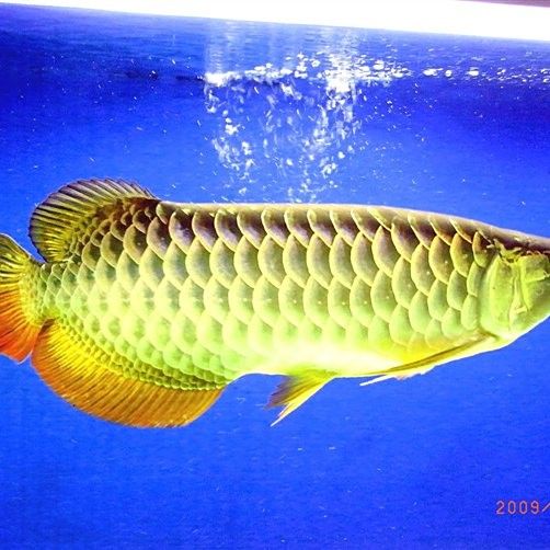 金龍魚的樣子圖片或者視頻