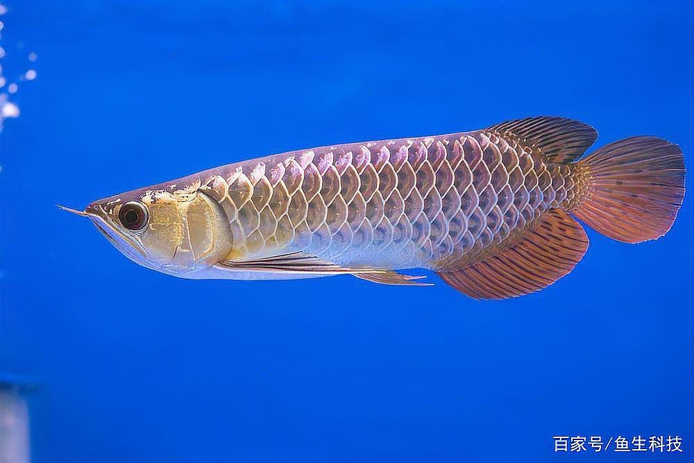 金龍魚的樣子圖片或者視頻