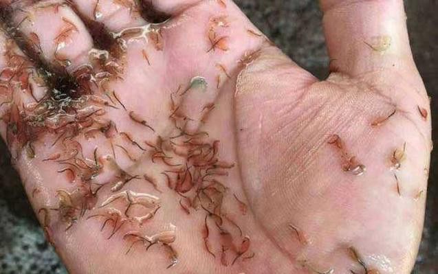 恐龍魚幼魚吃什么食物好 恐龍魚幼魚吃什么食物好 龍魚百科 第5張