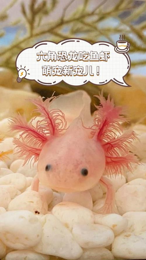 恐龍魚幼魚吃什么食物好 恐龍魚幼魚吃什么食物好 龍魚百科 第2張