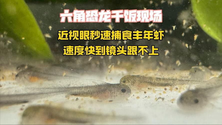 恐龍魚幼魚吃什么食物好 恐龍魚幼魚吃什么食物好 龍魚百科 第3張