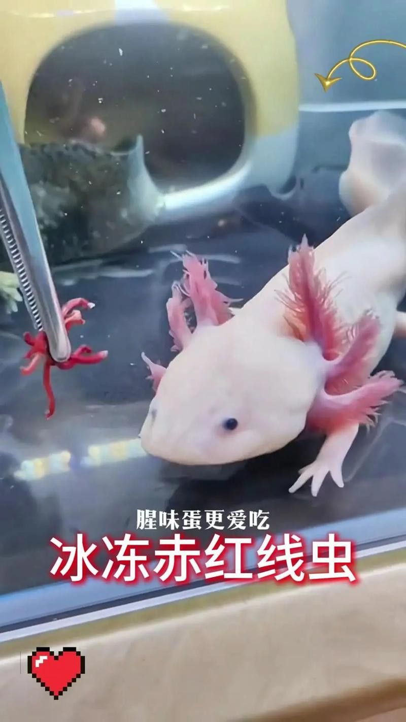 恐龍魚幼魚吃什么食物好 恐龍魚幼魚吃什么食物好 龍魚百科 第6張