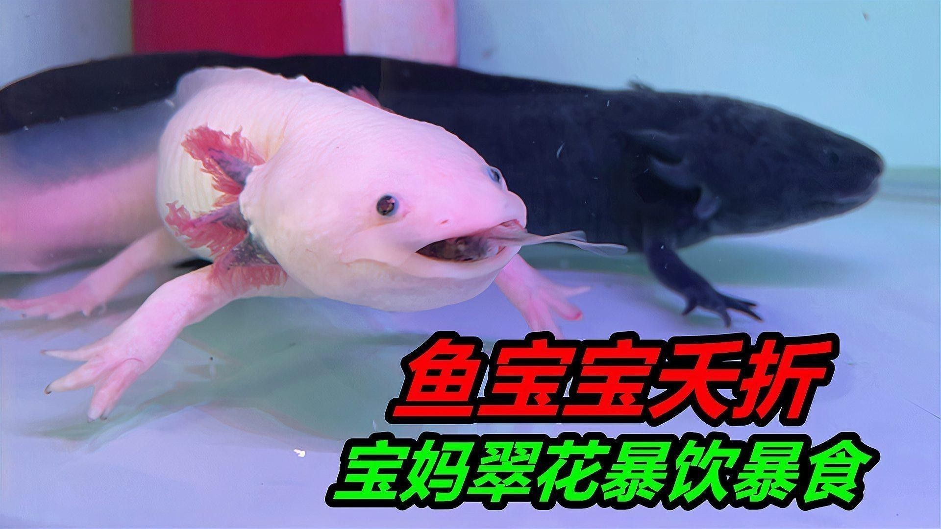 恐龍魚幼魚吃什么食物好 恐龍魚幼魚吃什么食物好 龍魚百科 第7張