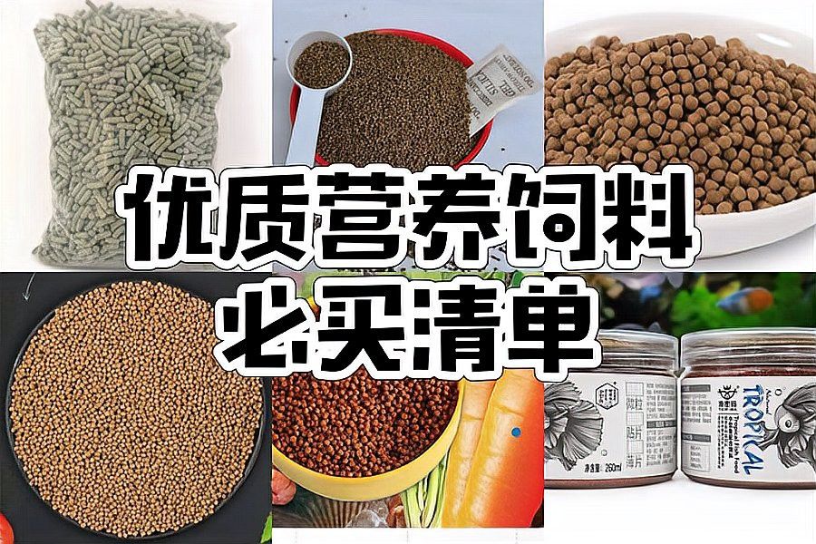恐龍魚幼魚吃什么食物好 恐龍魚幼魚吃什么食物好 龍魚百科 第12張