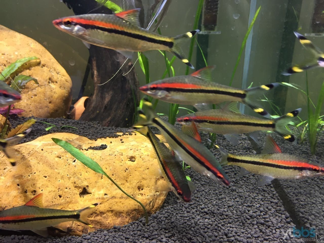 紅眉道人魚苗飼料選擇:紅眉道人魚苗的飼料選擇對于其健康成長至關重要 龍魚百科 第4張 紅眉道人魚苗飼料選擇:紅眉道人魚苗的飼料選擇對于其健康成長至關重要 紅眉道人魚苗飼料選擇:紅眉道人魚苗的飼料選擇對于其健康成長至關重要 龍魚百科 第4張