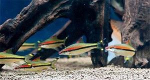 紅眉道人魚苗飼料選擇:紅眉道人魚苗的飼料選擇對于其健康成長至關重要 龍魚百科 第5張 紅眉道人魚苗飼料選擇:紅眉道人魚苗的飼料選擇對于其健康成長至關重要 紅眉道人魚苗飼料選擇:紅眉道人魚苗的飼料選擇對于其健康成長至關重要 龍魚百科 第5張