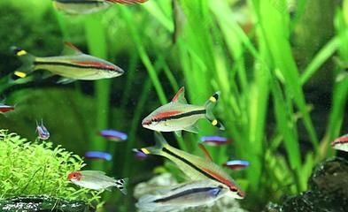紅眉道人魚苗飼料選擇:紅眉道人魚苗的飼料選擇對于其健康成長至關重要 龍魚百科 第3張 紅眉道人魚苗飼料選擇:紅眉道人魚苗的飼料選擇對于其健康成長至關重要 紅眉道人魚苗飼料選擇:紅眉道人魚苗的飼料選擇對于其健康成長至關重要 龍魚百科 第3張