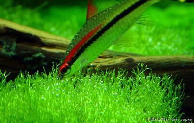 紅眉道人魚苗飼料選擇:紅眉道人魚苗的飼料選擇對于其健康成長至關重要 龍魚百科 第2張 紅眉道人魚苗飼料選擇:紅眉道人魚苗的飼料選擇對于其健康成長至關重要 紅眉道人魚苗飼料選擇:紅眉道人魚苗的飼料選擇對于其健康成長至關重要 龍魚百科 第2張