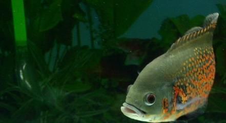 龍魚從多大開始養比較好(家庭魚缸養殖龍魚的技巧,龍魚幼年期如何預防打架) 龍魚百科 第4張 龍魚從多大開始養比較好(家庭魚缸養殖龍魚的技巧,龍魚幼年期如何預防打架) 龍魚從多大開始養比較好(家庭魚缸養殖龍魚的技巧,龍魚幼年期如何預防打架) 龍魚百科 第4張