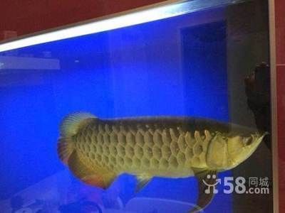 龍魚從多大開始養比較好(家庭魚缸養殖龍魚的技巧,龍魚幼年期如何預防打架) 龍魚百科 第1張 龍魚從多大開始養比較好(家庭魚缸養殖龍魚的技巧,龍魚幼年期如何預防打架) 龍魚從多大開始養比較好(家庭魚缸養殖龍魚的技巧,龍魚幼年期如何預防打架) 龍魚百科 第1張