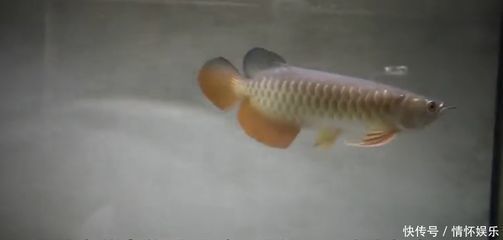 龍魚從多大開始養比較好(家庭魚缸養殖龍魚的技巧,龍魚幼年期如何預防打架) 龍魚百科 第5張 龍魚從多大開始養比較好(家庭魚缸養殖龍魚的技巧,龍魚幼年期如何預防打架) 龍魚從多大開始養比較好(家庭魚缸養殖龍魚的技巧,龍魚幼年期如何預防打架) 龍魚百科 第5張