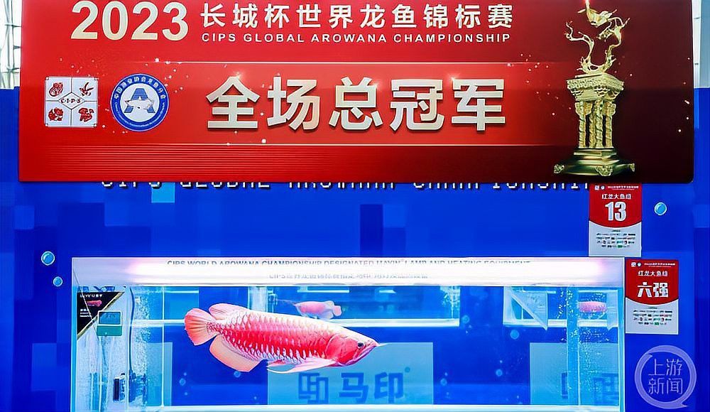 盤古杯世界龍魚錦標賽第四名 盤古杯世界龍魚錦標賽第四名 龍魚百科 第2張